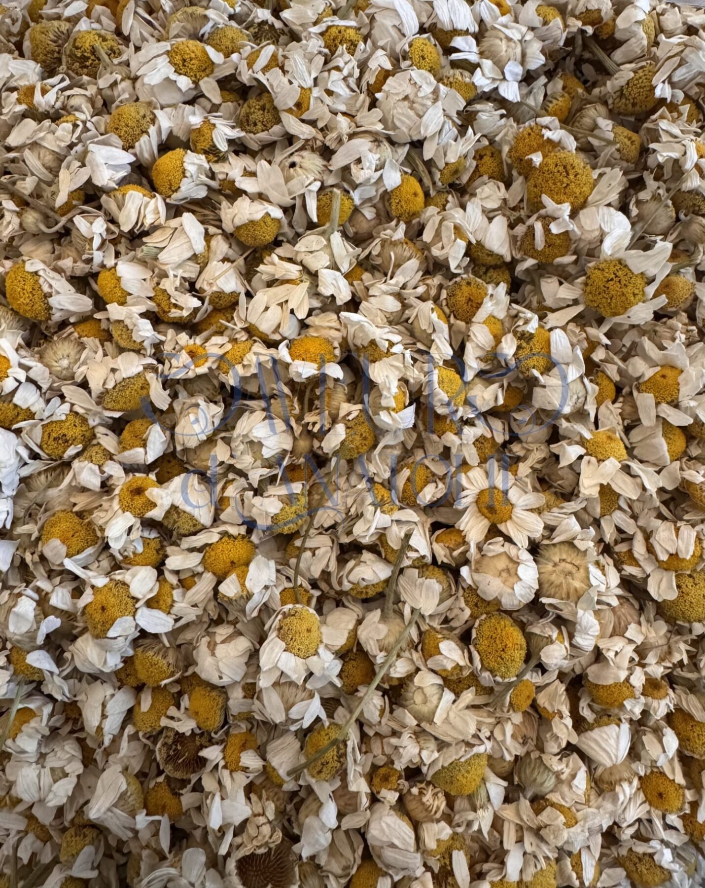 Fleurs de camomille séchées pour infusion détente
