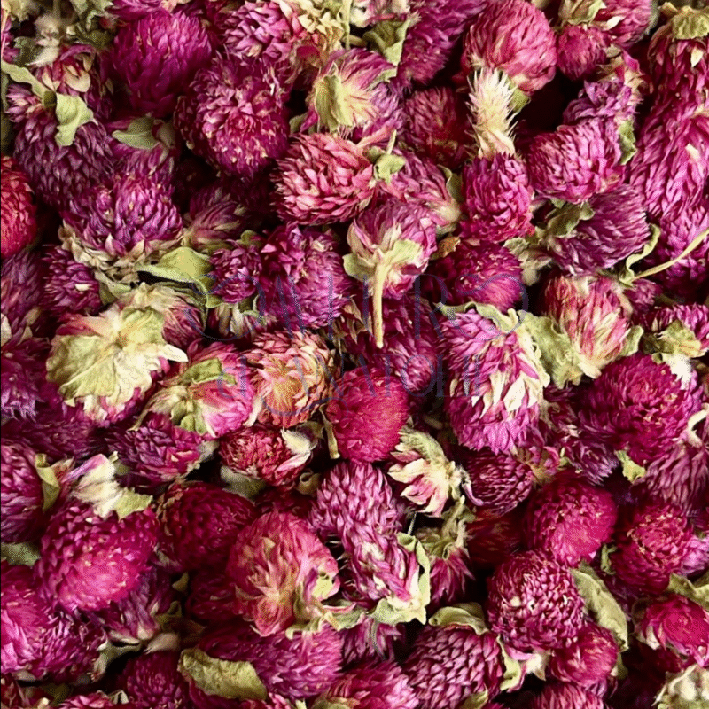 Fleurs de trèfle séchées pour infusion naturelle équilibrante